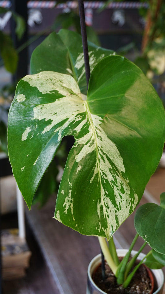 Monstera Vietcosa studio plantes rares jungle jardinerie strasbourg rare plant shop online pflanzen