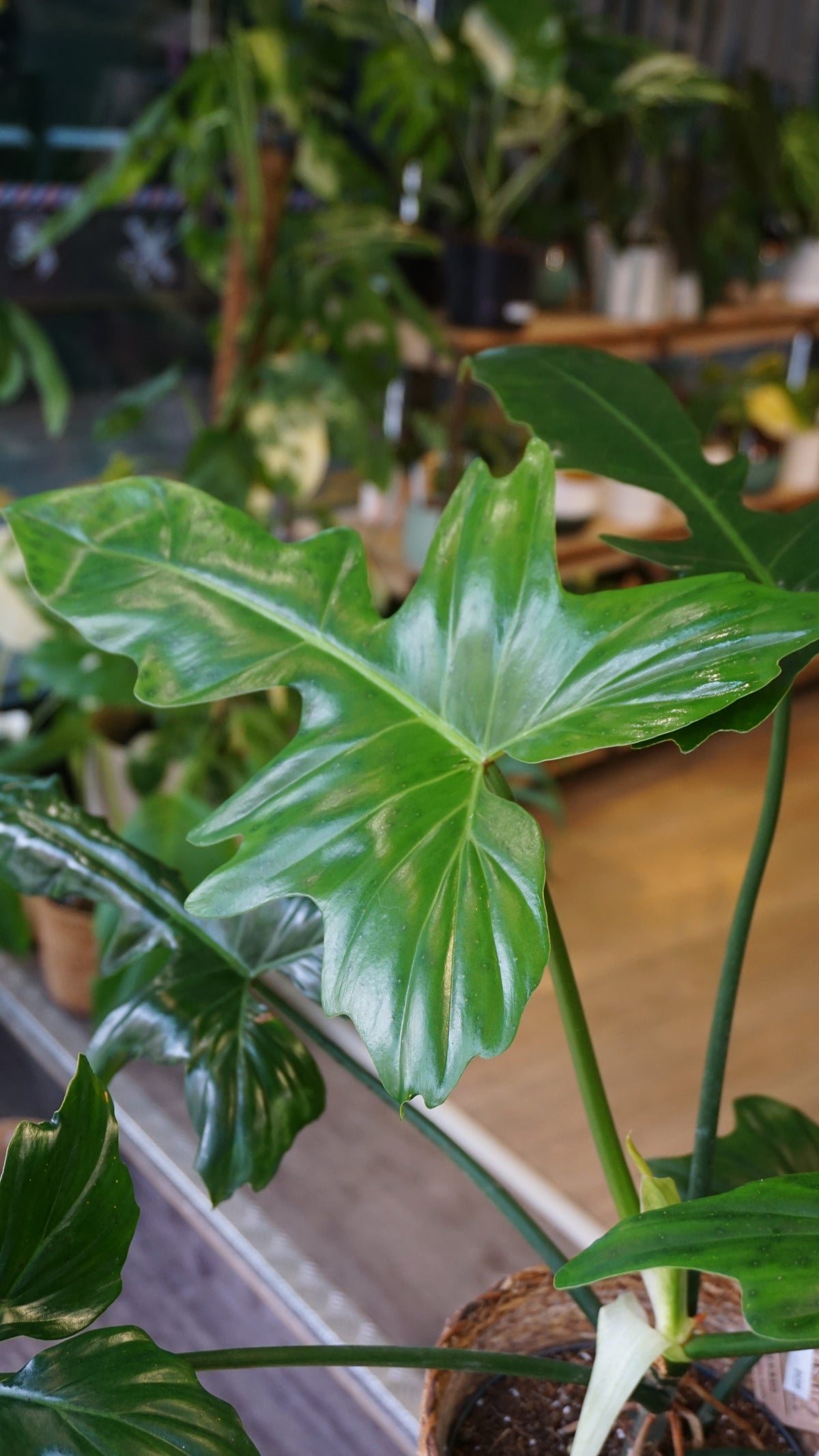 Philodendron Golden Dragon studio plantes rares jungle jardinerie strasbourg rare plant shop online pflanzen