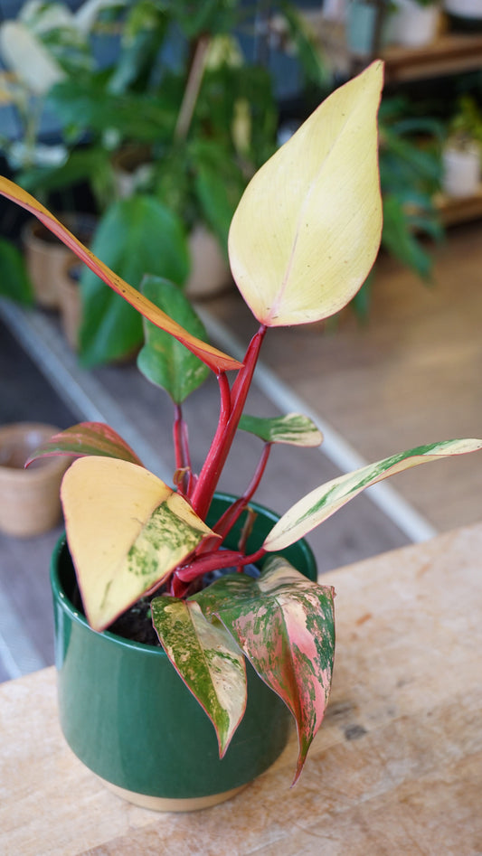 Philodendron Apple Crumble studio plantes rares jungle jardinerie strasbourg rare plant shop online pflanzen