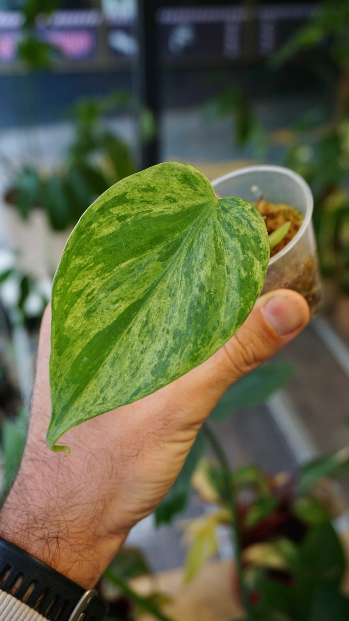 Variegated Heartleaf Philodendron