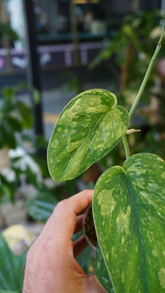 Scindapsus White Monster