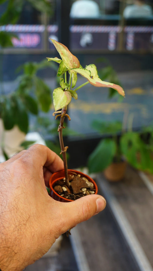 Syngonium Orm Nagpum Variegata