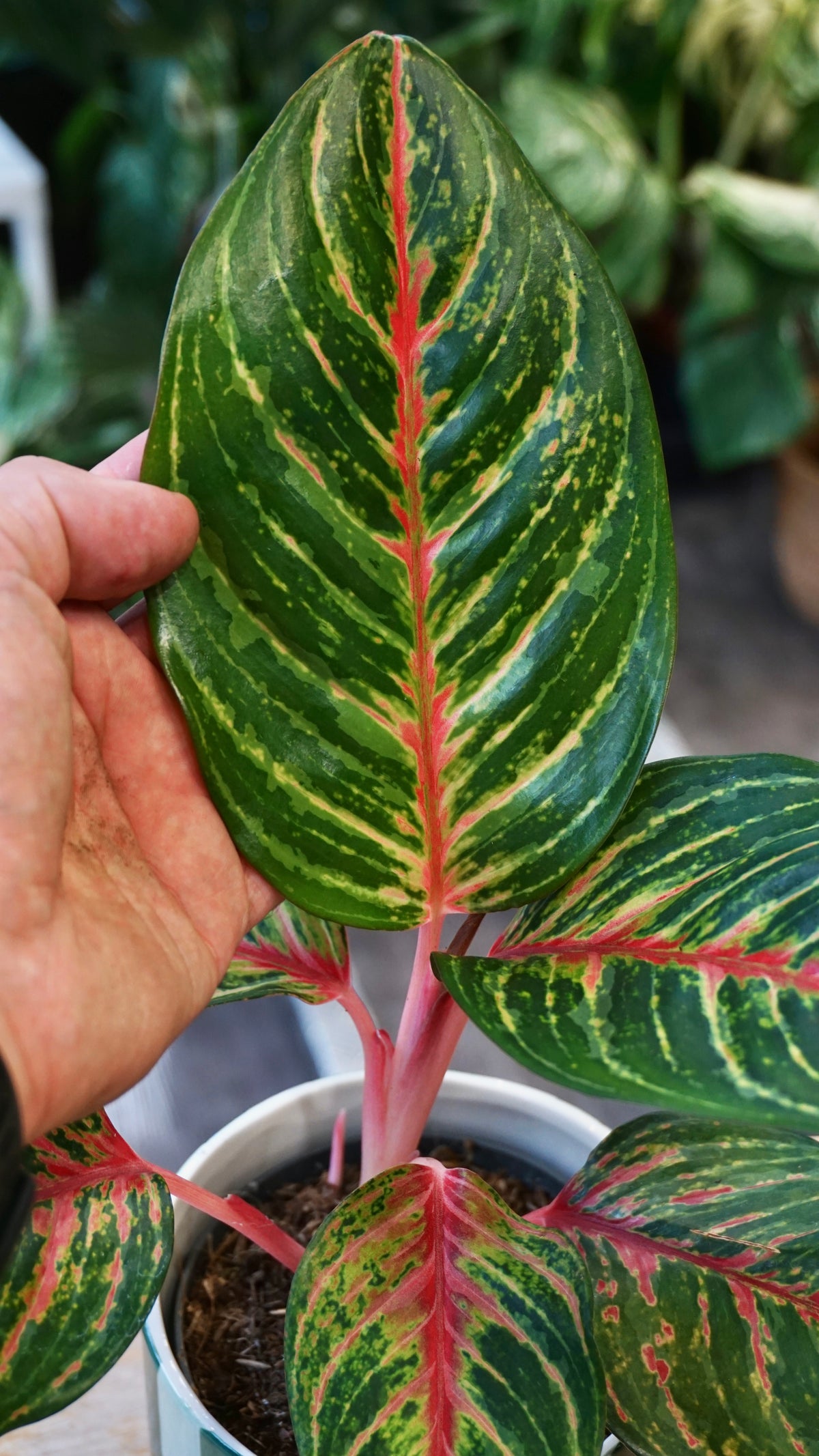 Aglaonema Olive Red