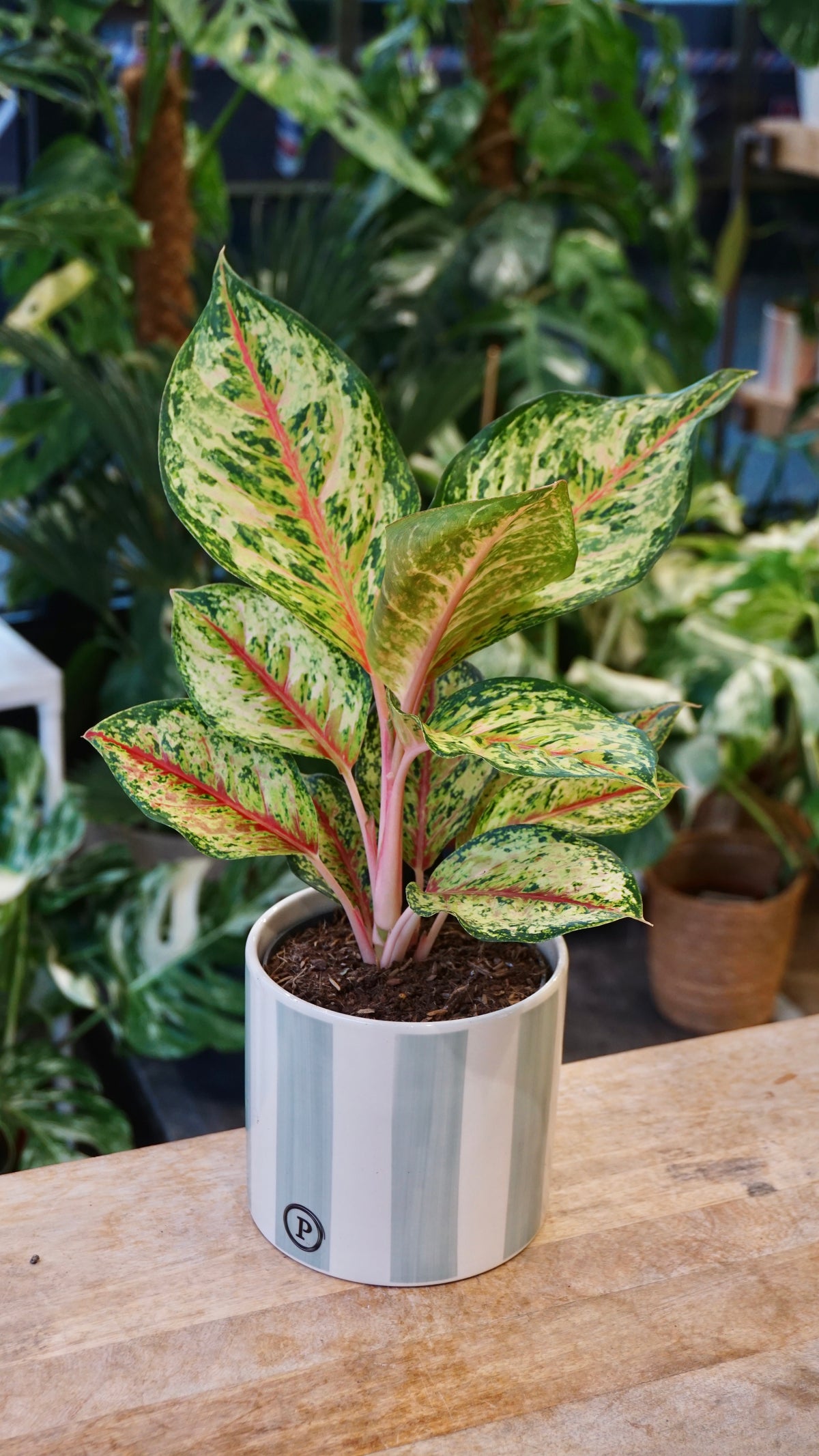Aglaonema Carnival Queen