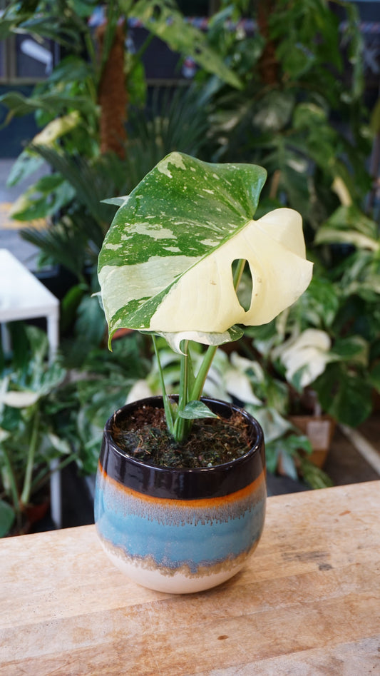 Monstera Crème Brulée studio plantes rares jungle jardinerie strasbourg rare plant shop online pflanzen