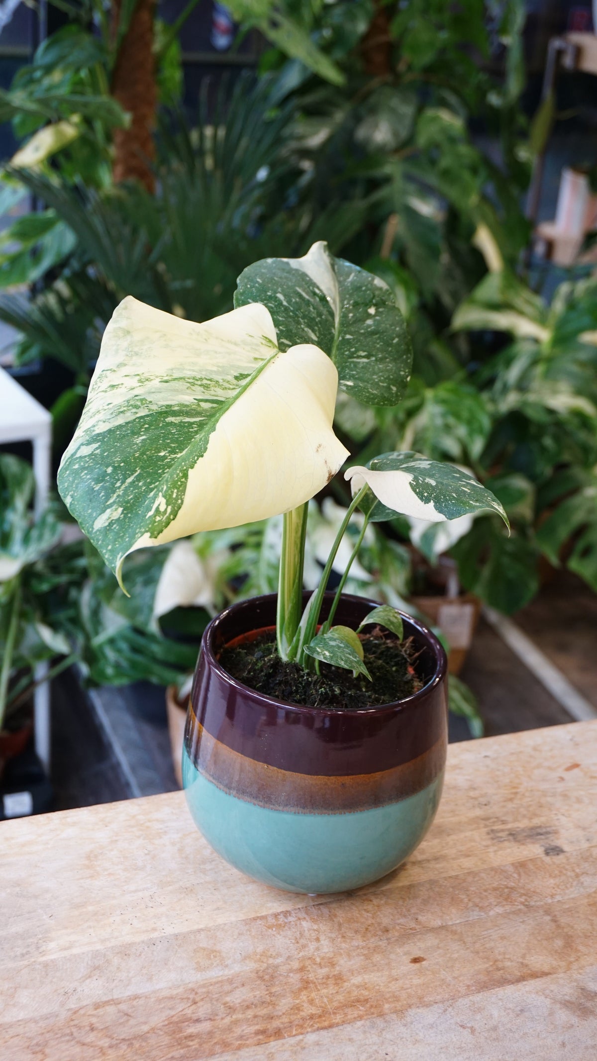 Monstera Crème Brulée studio plantes rares jungle jardinerie strasbourg rare plant shop online pflanzen