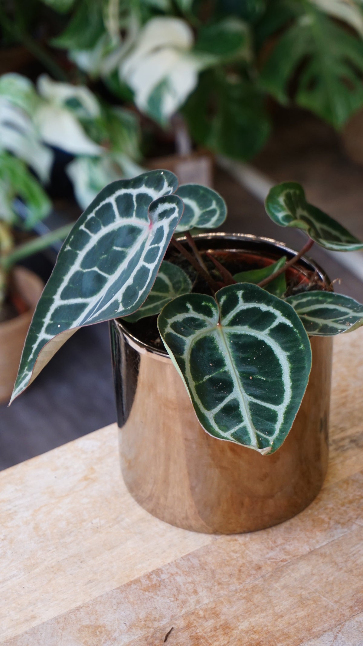 Anthurium Crystallinum Pink Blush