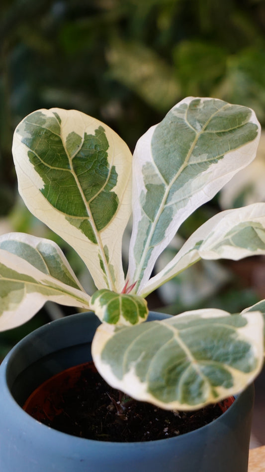 Ficus lyrata variegata studio plantes rares jungle jardinerie strasbourg fleuriste rare plant shop online pflanzen