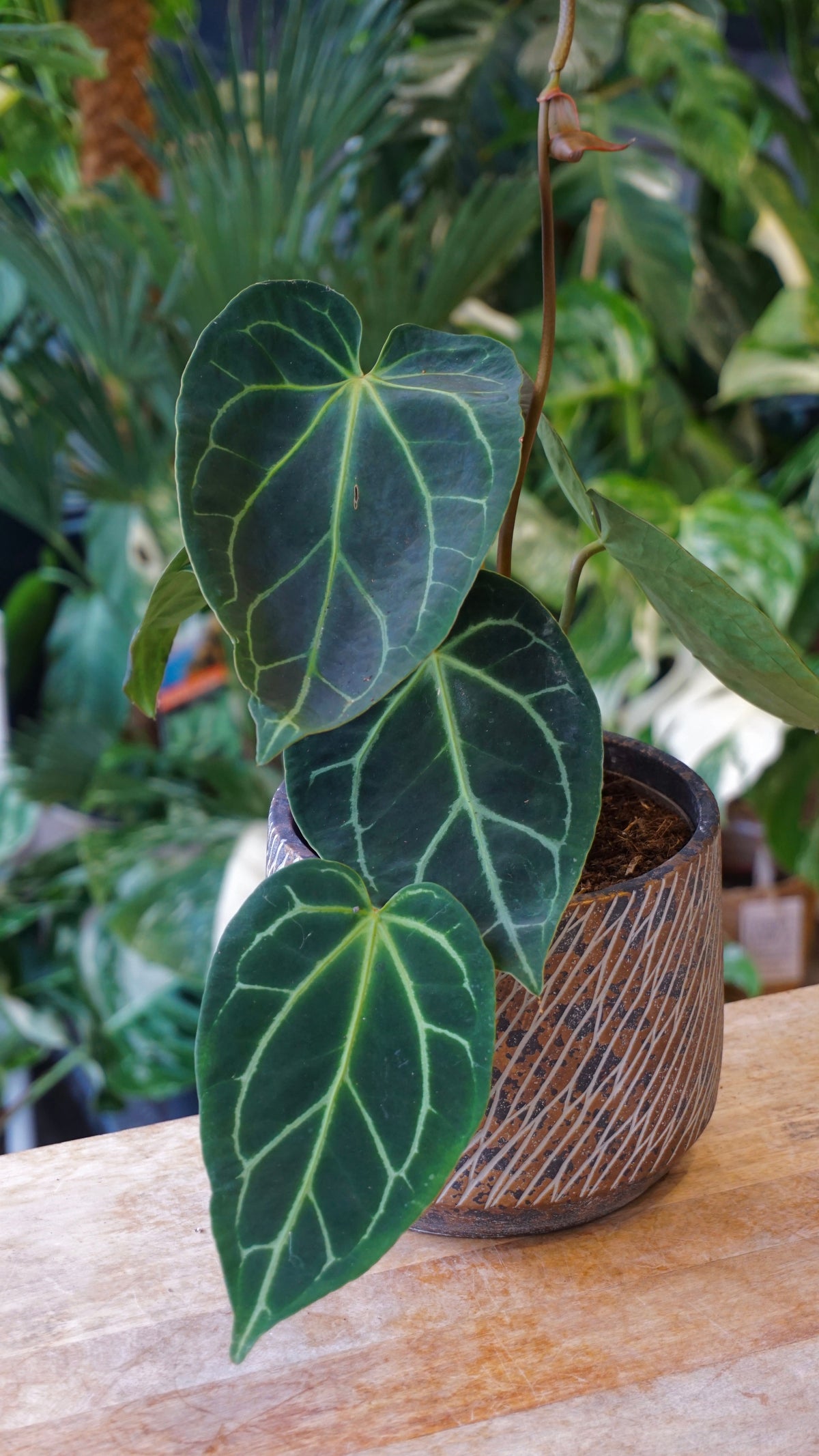 Anthurium NOID