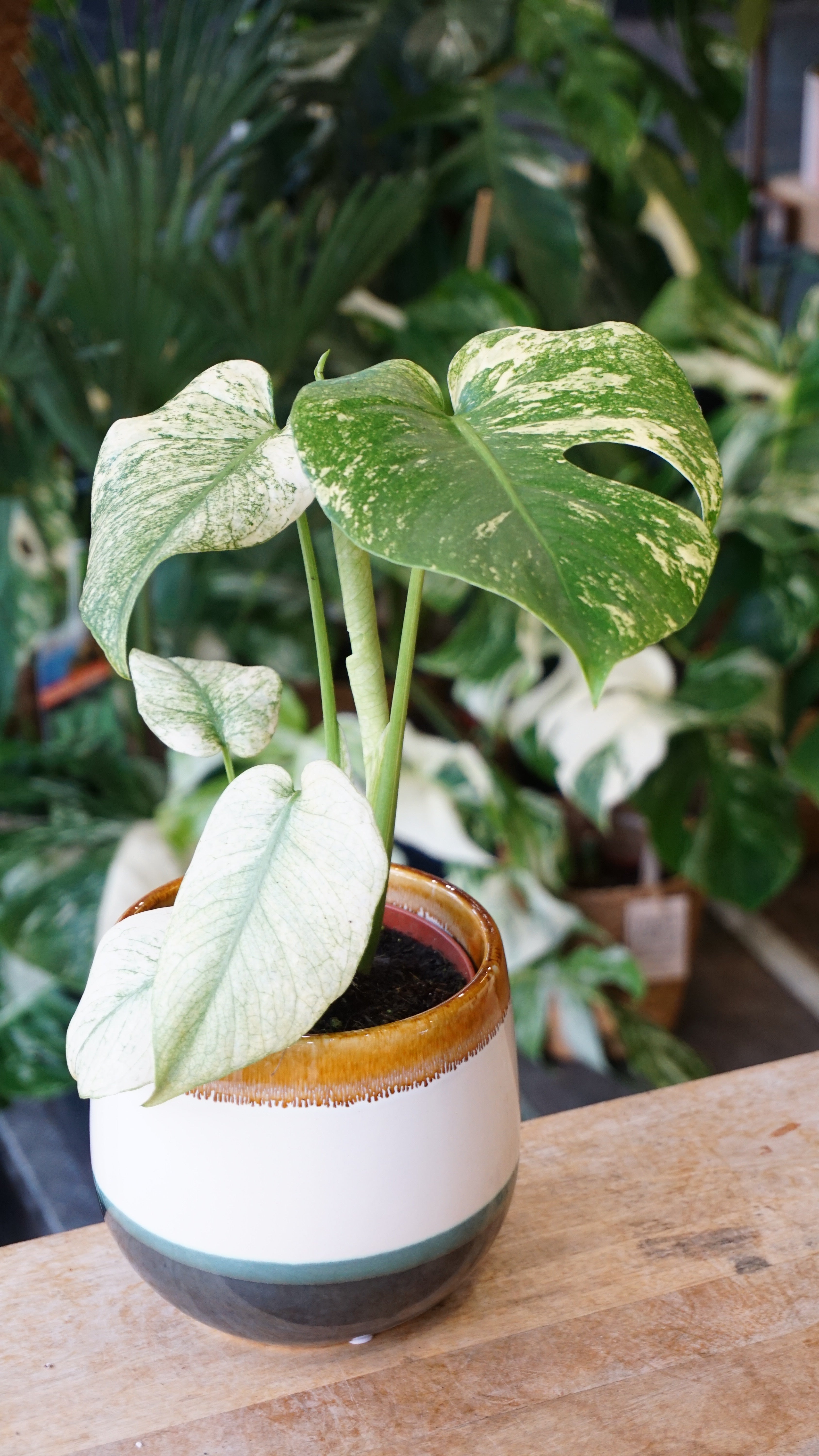 Monstera Mint M – Studio Plantes