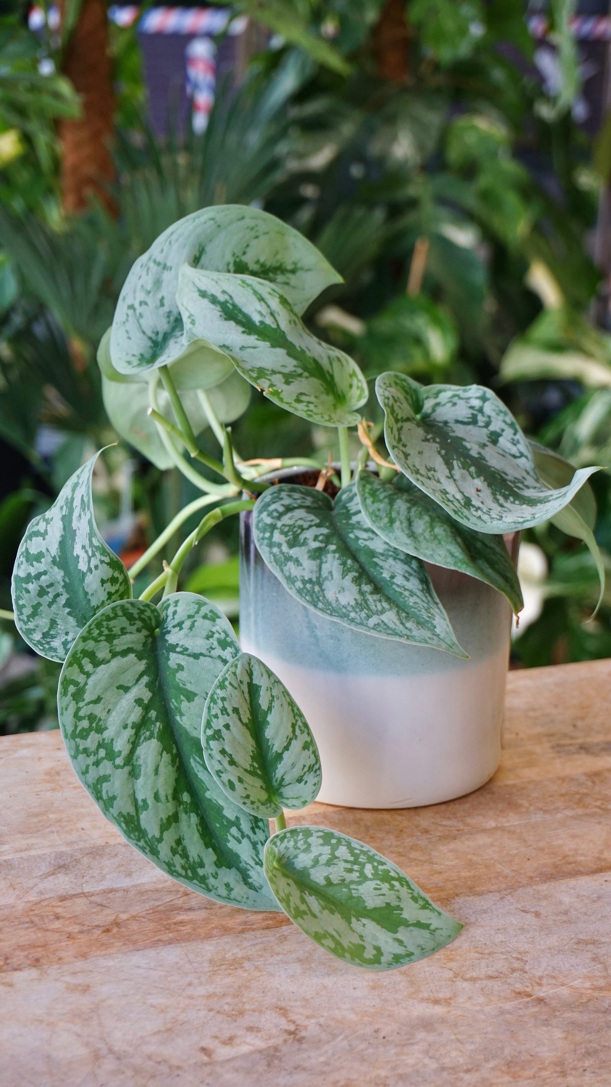 Scindapsus Exotica studio plantes rares jungle jardinerie fleuriste strasbourg rare plant shop online pflanzen