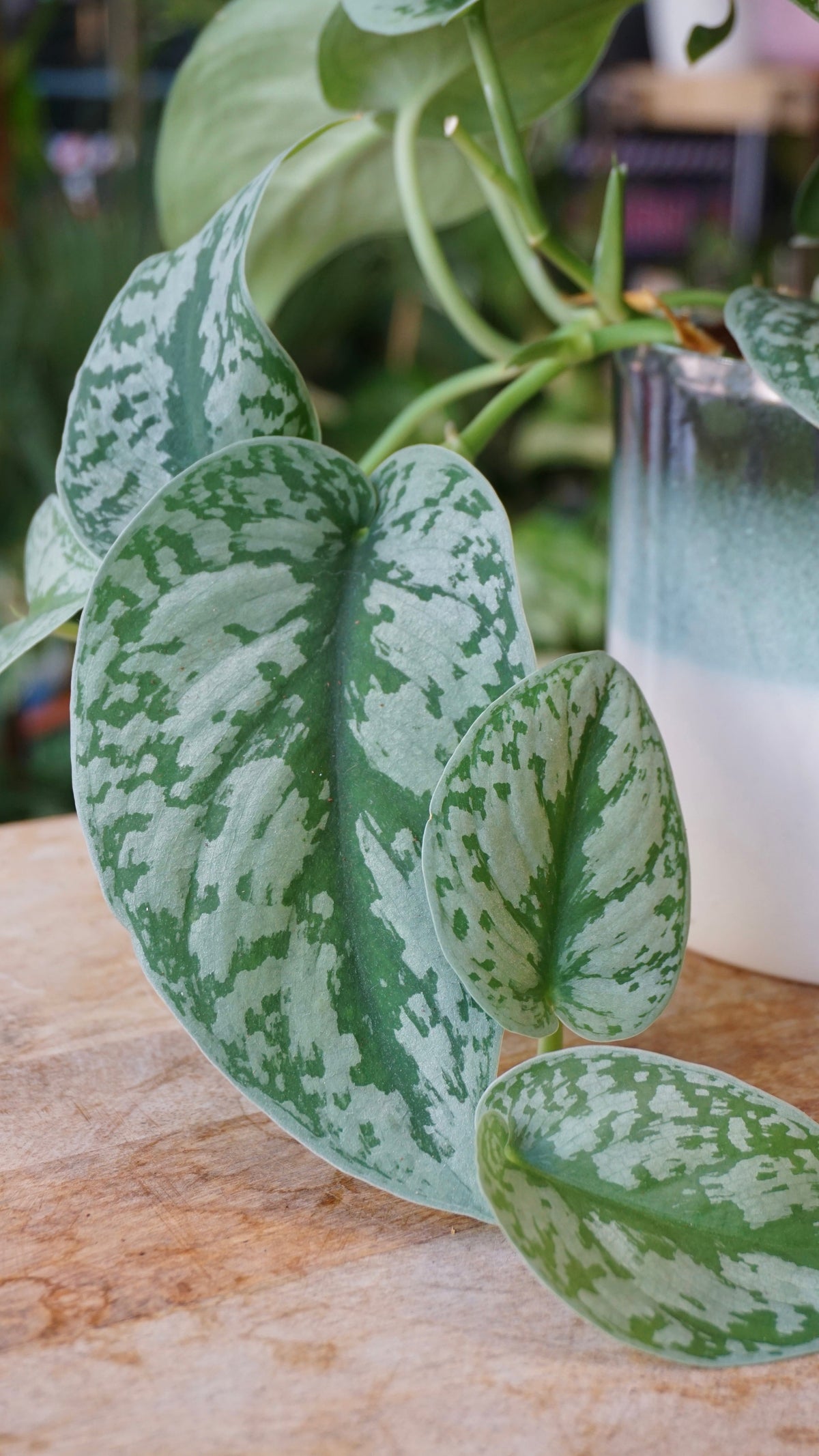 Scindapsus Exotica studio plantes rares jungle jardinerie fleuriste strasbourg rare plant shop online pflanzen