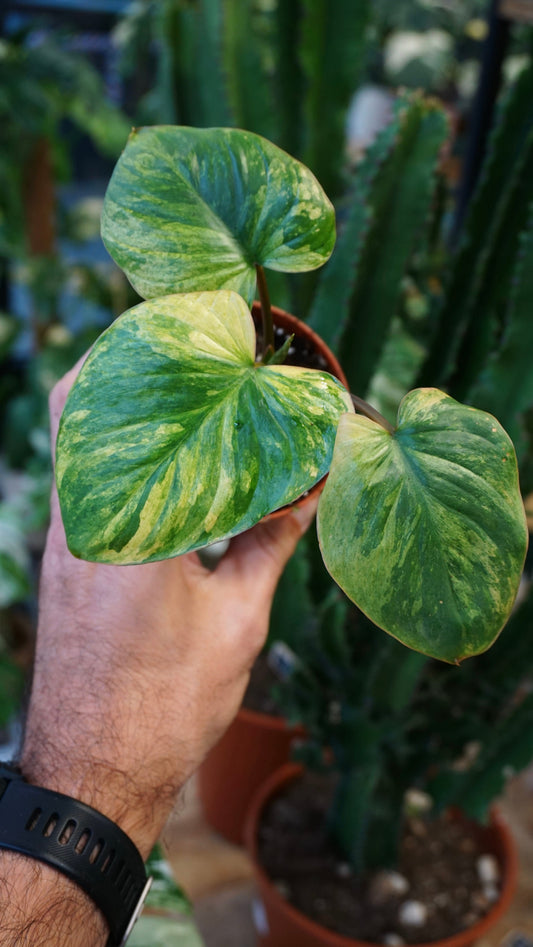 Homalomena Rubescens Mint variegata pink studio plantes rares jungle jardinerie fleuriste strasbourg rare plant shop online pflanzen