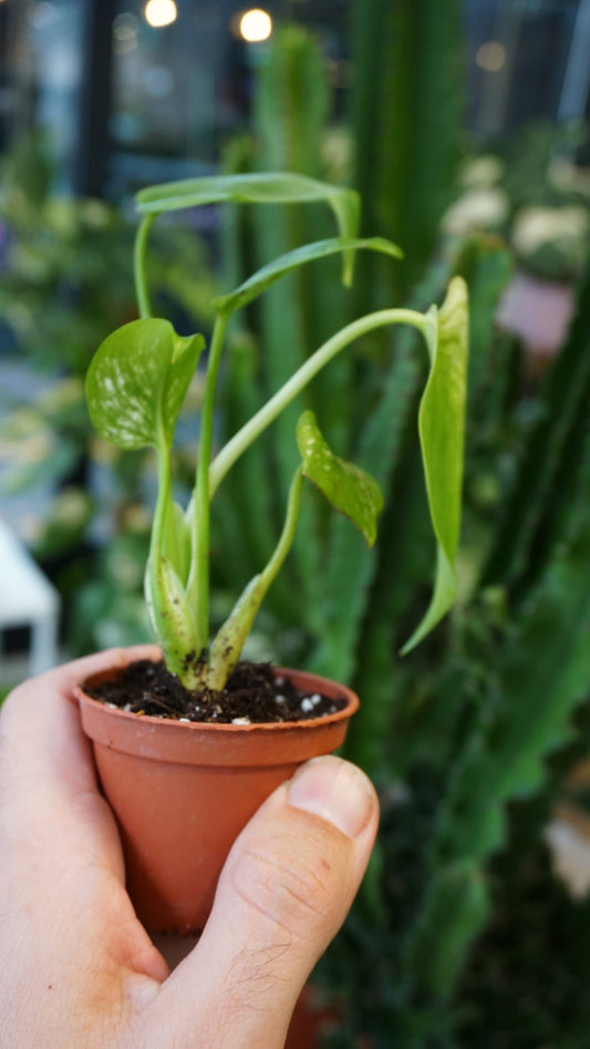 Monstera Devil Monster baby studio plantes rares jungle jardinerie fleuriste strasbourg rare plant shop online pflanzen