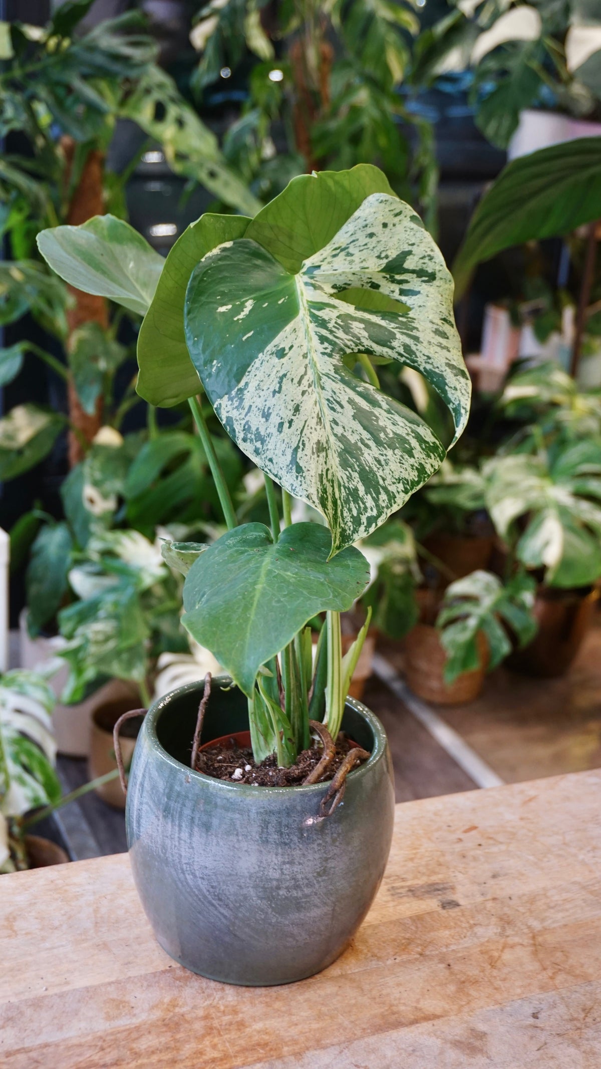 Monstera Bulbasaur mature studio plantes rares jungle jardinerie fleuriste strasbourg rare plant shop online pflanzen