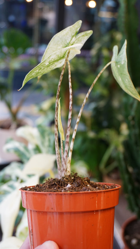 alocasia zebrina ghost variegata studio plantes rares jungle jardinerie fleuriste strasbourg rare plant shop online pflanzen