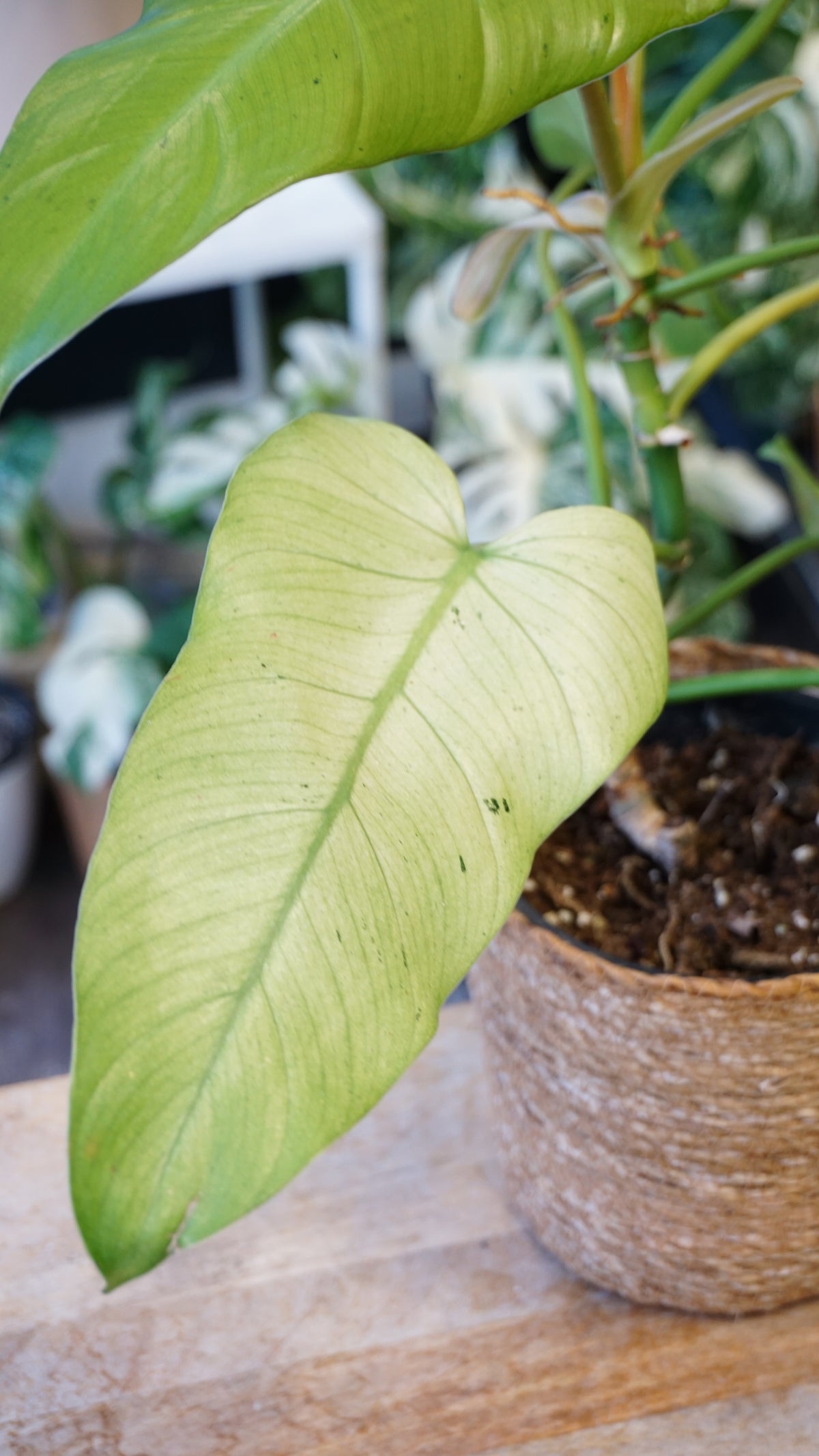 Philodendron Whipple Way studio plantes rares jungle jardinerie fleuriste strasbourg rare plant shop online pflanzen