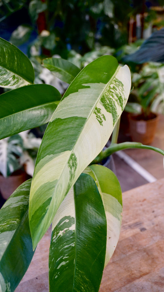Epipremnum Giganteum White Pearl epipremnum giganteum albo variegata studio plantes rares jungle jardinerie strasbourg rare plant shop online pflanzen
