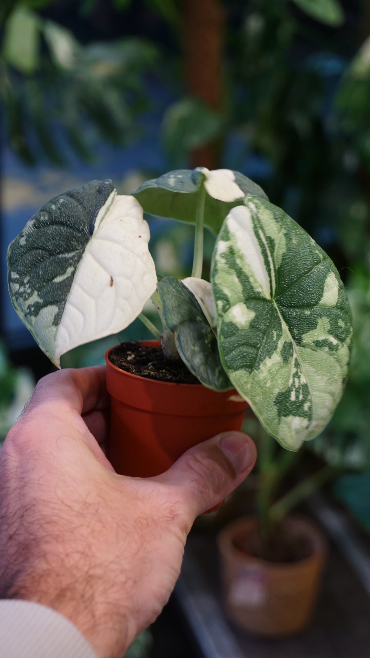 Alocasia Melo Albo Variegata studio plantes rares jungle jardinerie strasbourg rare plant shop online pflanzen