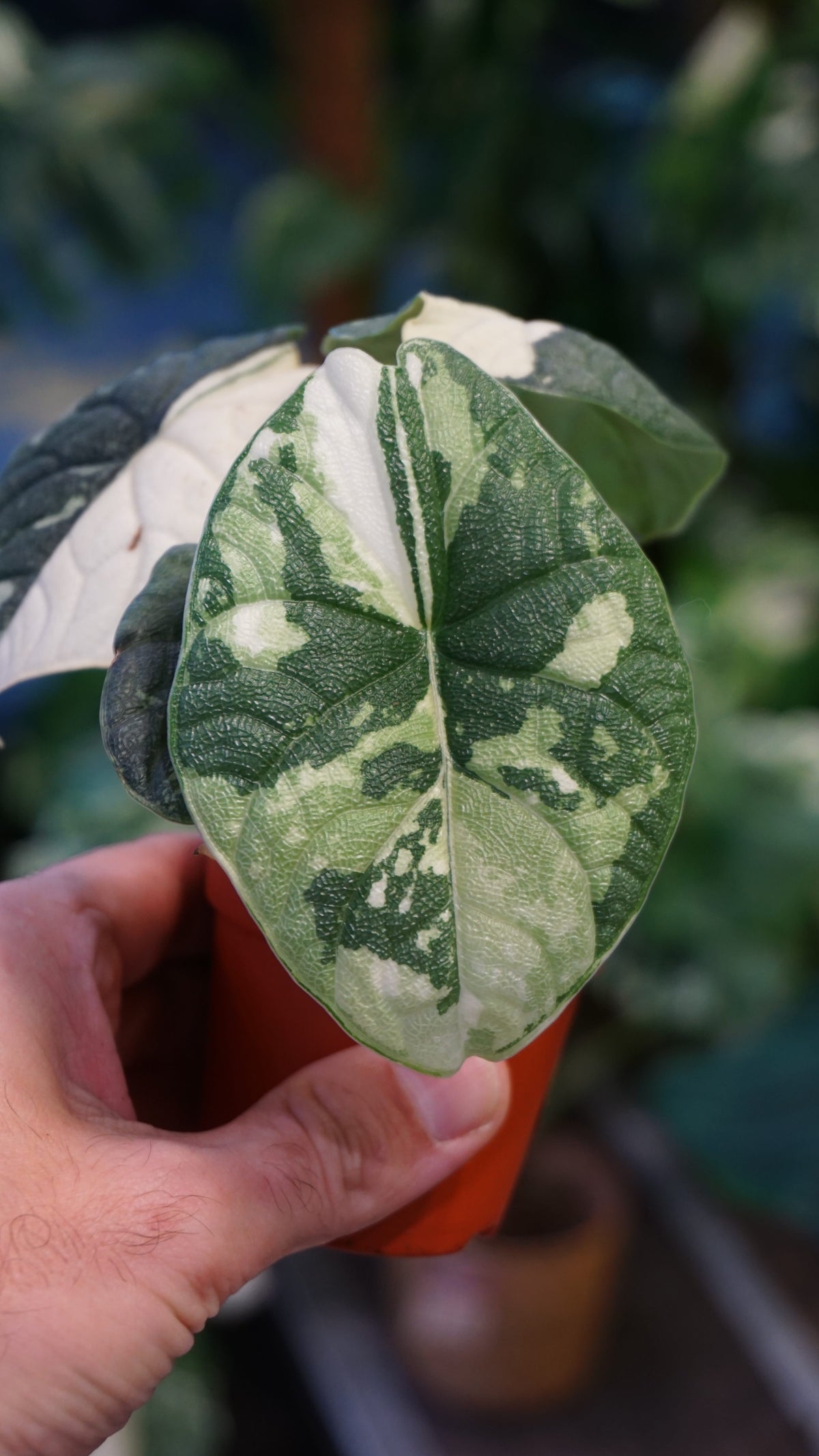 Alocasia Melo Albo Variegata studio plantes rares jungle jardinerie strasbourg rare plant shop online pflanzen
