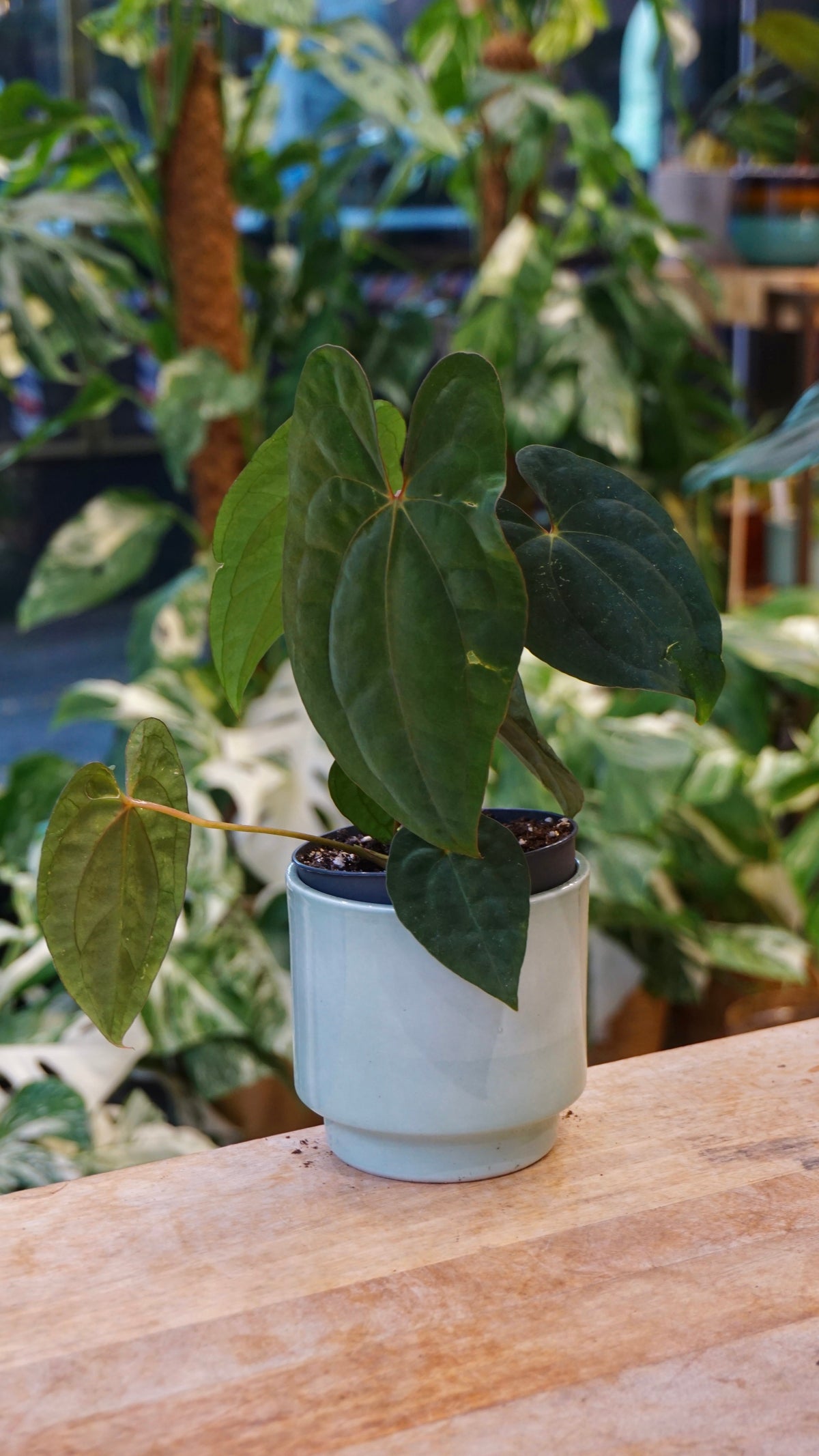 Anthurium Dark Phoenix x Papillilaminum studio plantes rares jungle jardinerie strasbourg rare plant shop online pflanzen