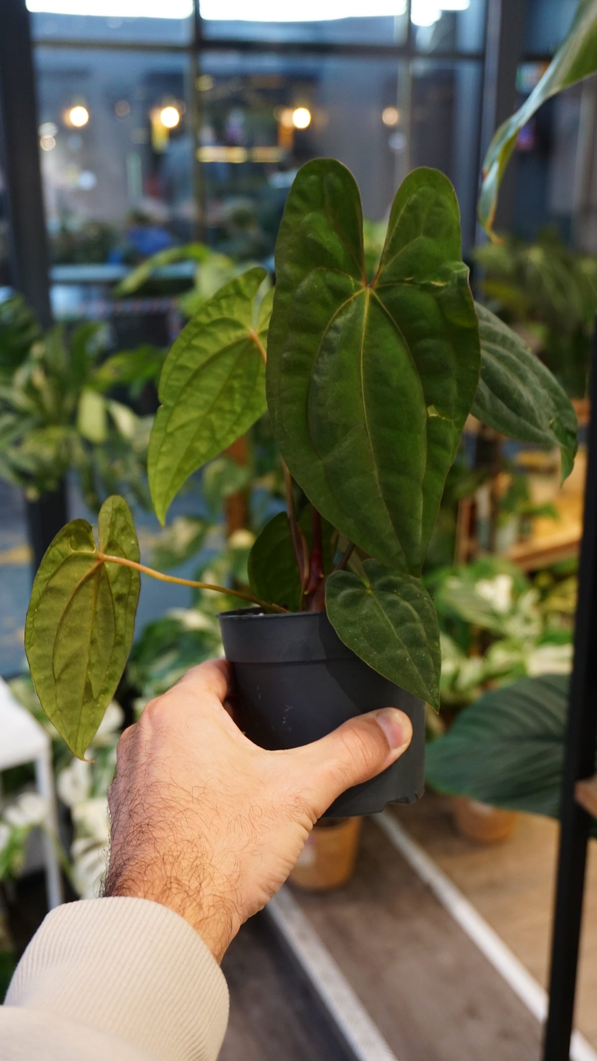 Anthurium Dark Phoenix x Papillilaminum studio plantes rares jungle jardinerie strasbourg rare plant shop online pflanzen