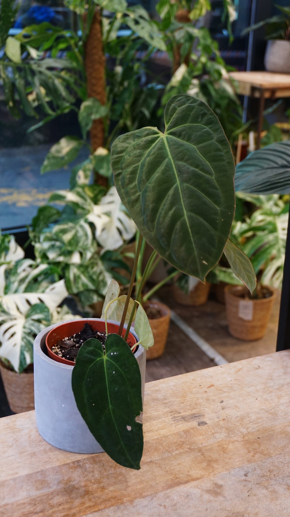 Anthurium Papillilaminum