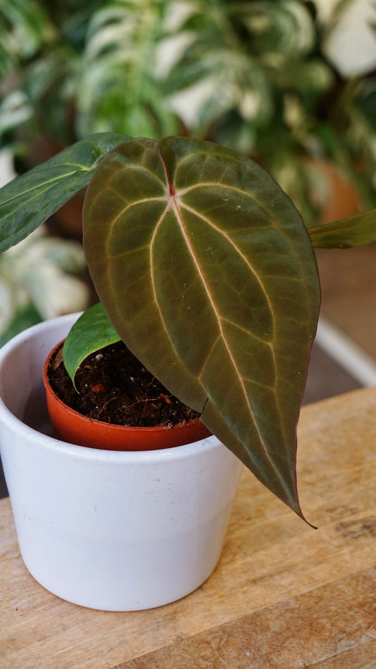 Anthurium Magnificum Mint