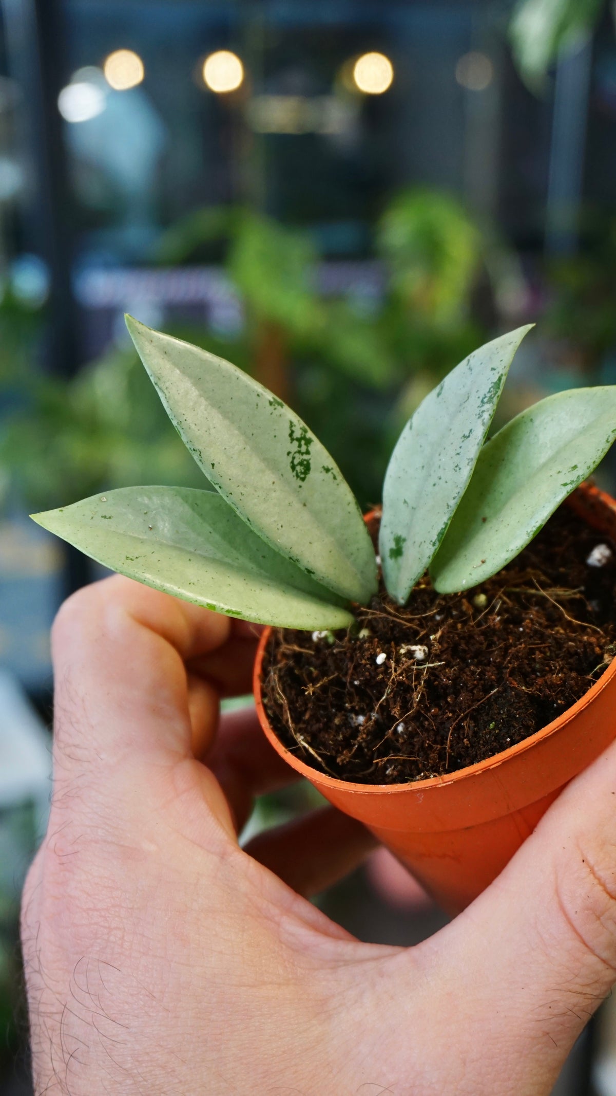 Hoya archboldiana