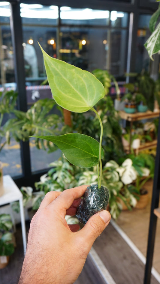 Anthurium Delta Force (S)