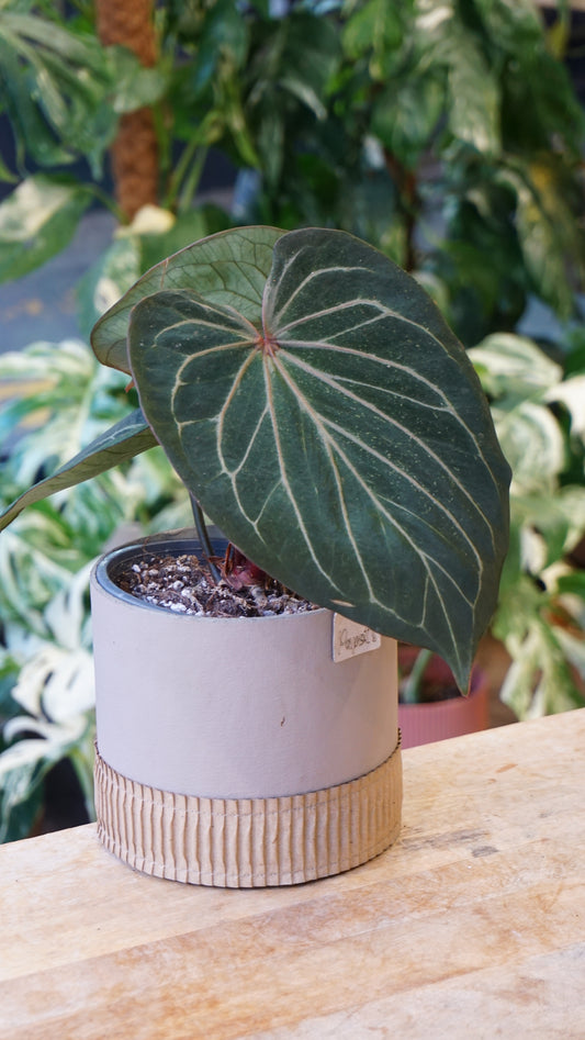 Anthurium King Of Spades HU huja ulih strasbourg other angle