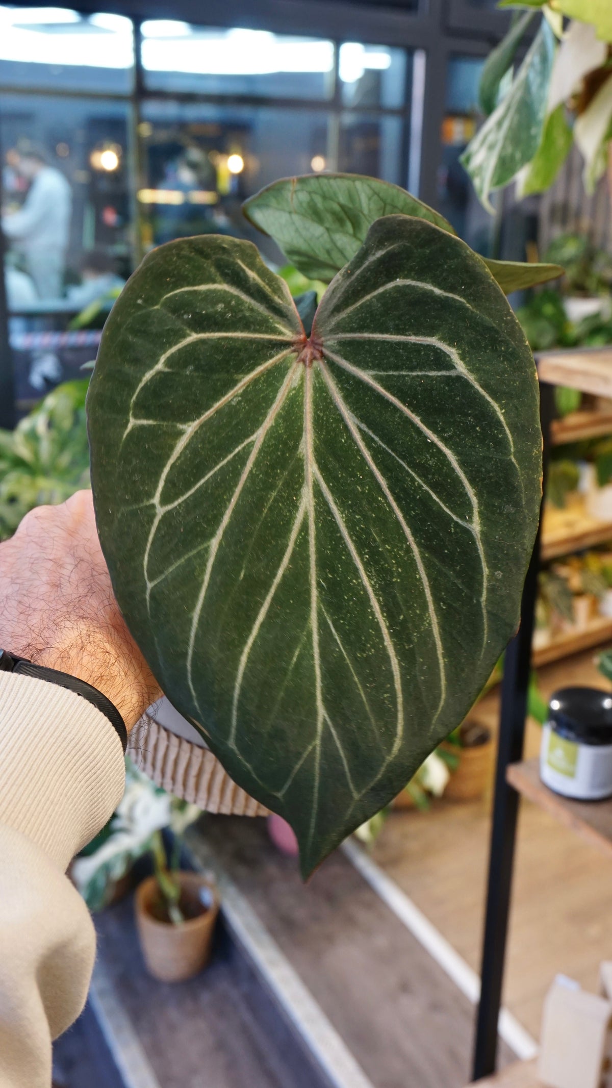 Anthurium King Of Spades HU huja ulih strasbourg zoom main leaf in hand