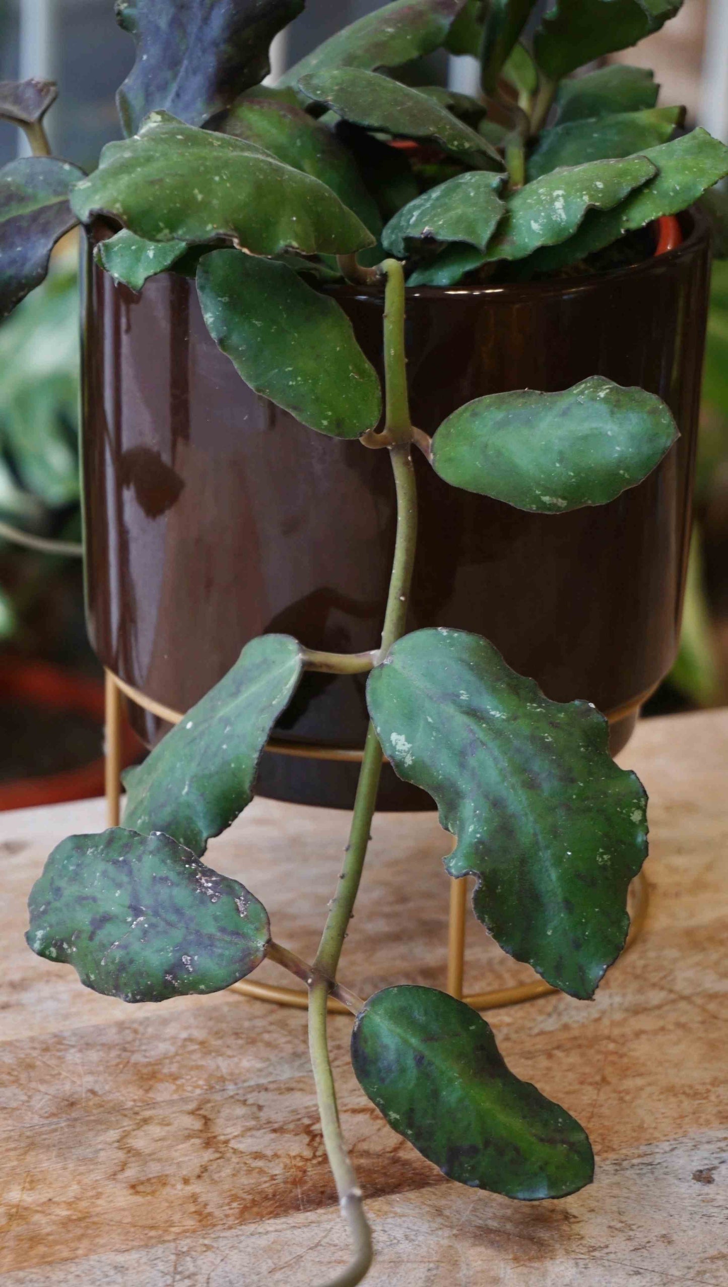 Hoya Waymaniae flower fleur studio plantes rares jungle jardinerie strasbourg rare plant shop online pflanzen