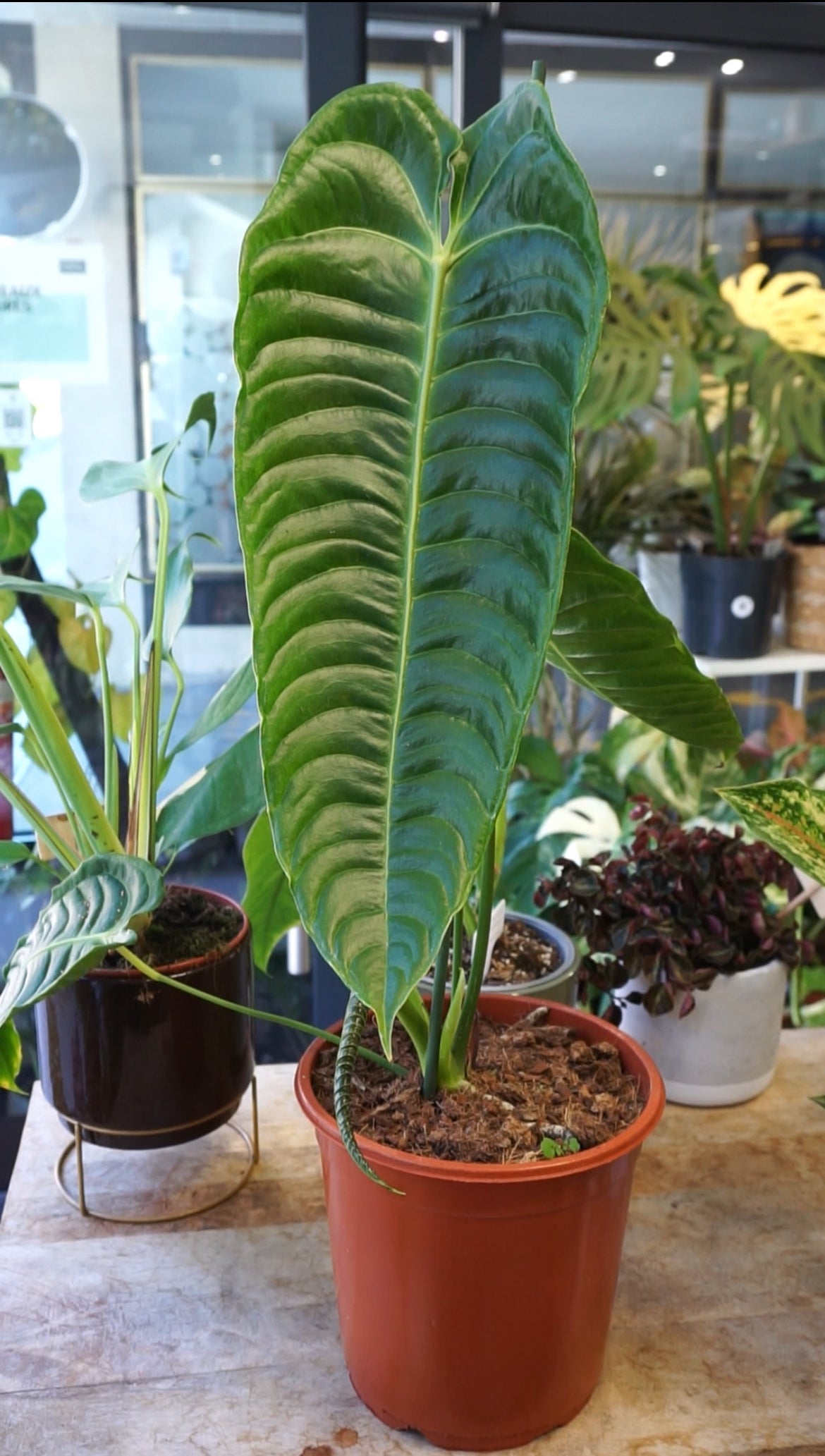 Anthurium Veitchii Studio plantes rares jungle jardinerie strasbourg rare plant shop online pflanzen