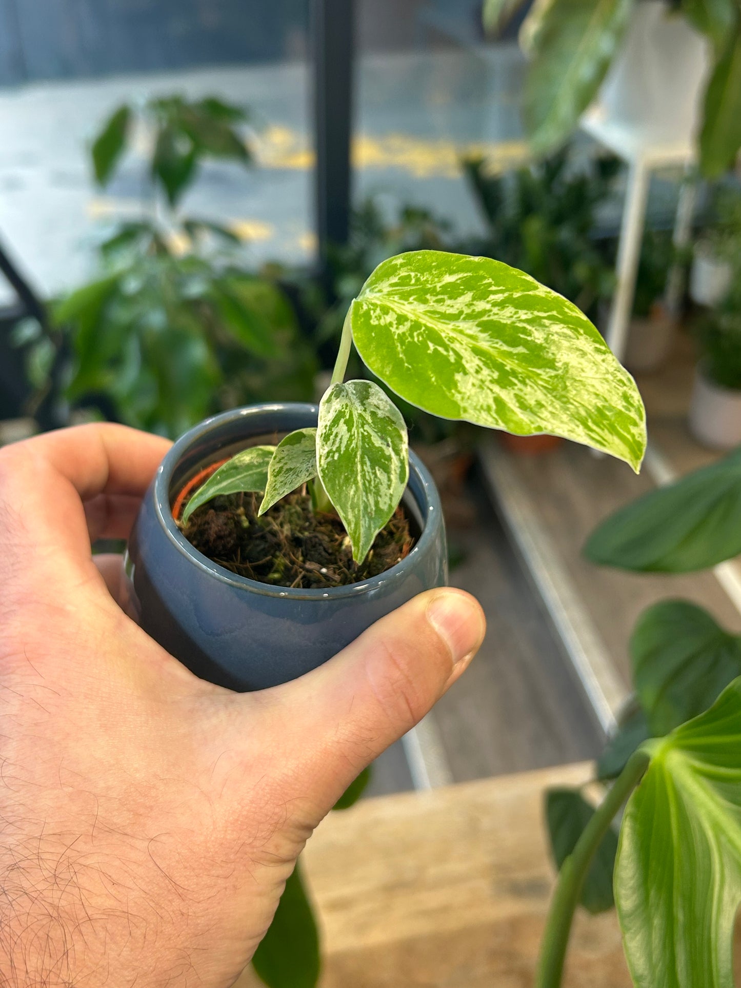 Monstera Bulbasaur Baby