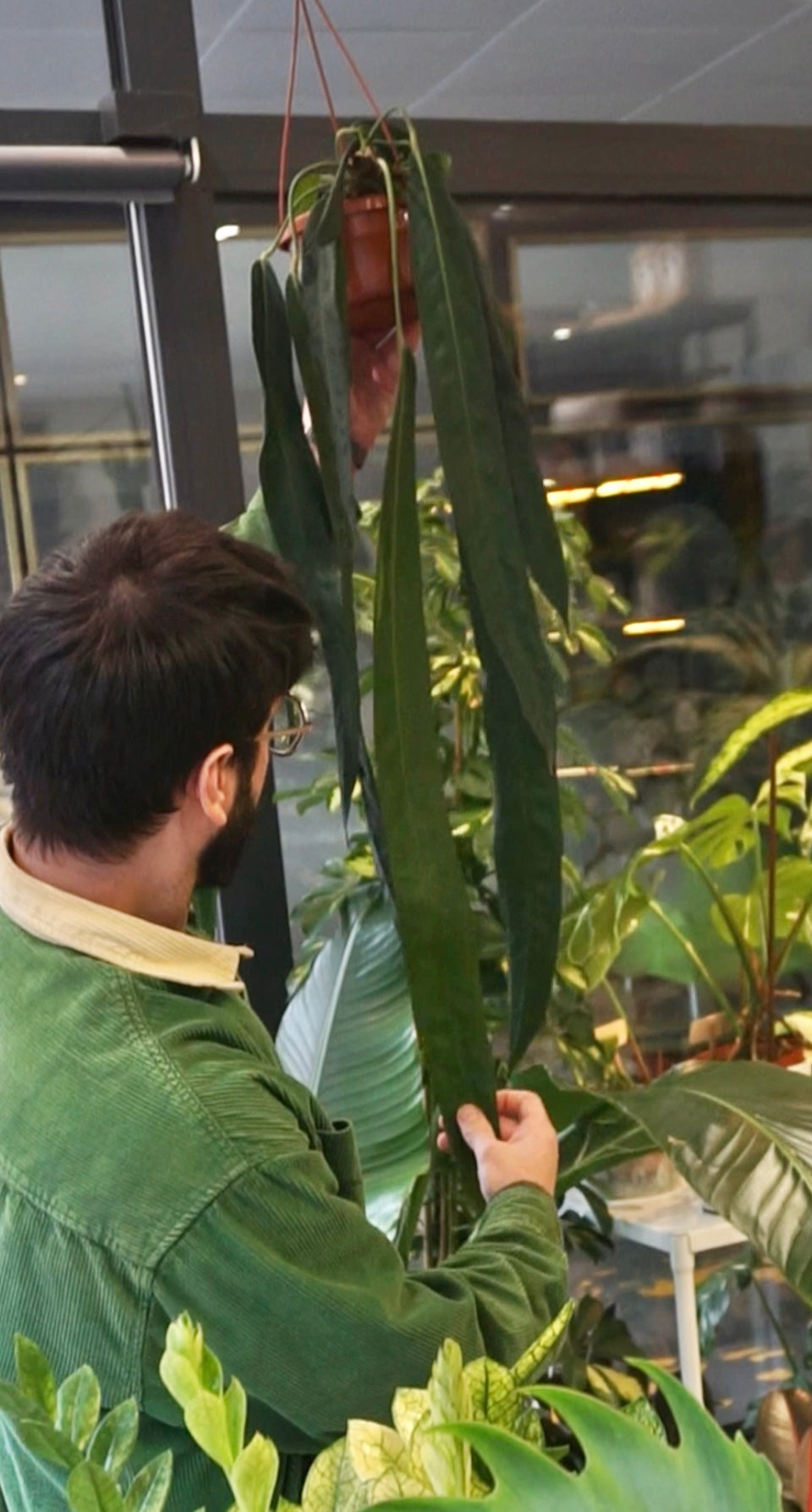 Anthurium Wendlingerii mature studio plantes rares jungle jardinerie strasbourg rare plant shop online pflanzen