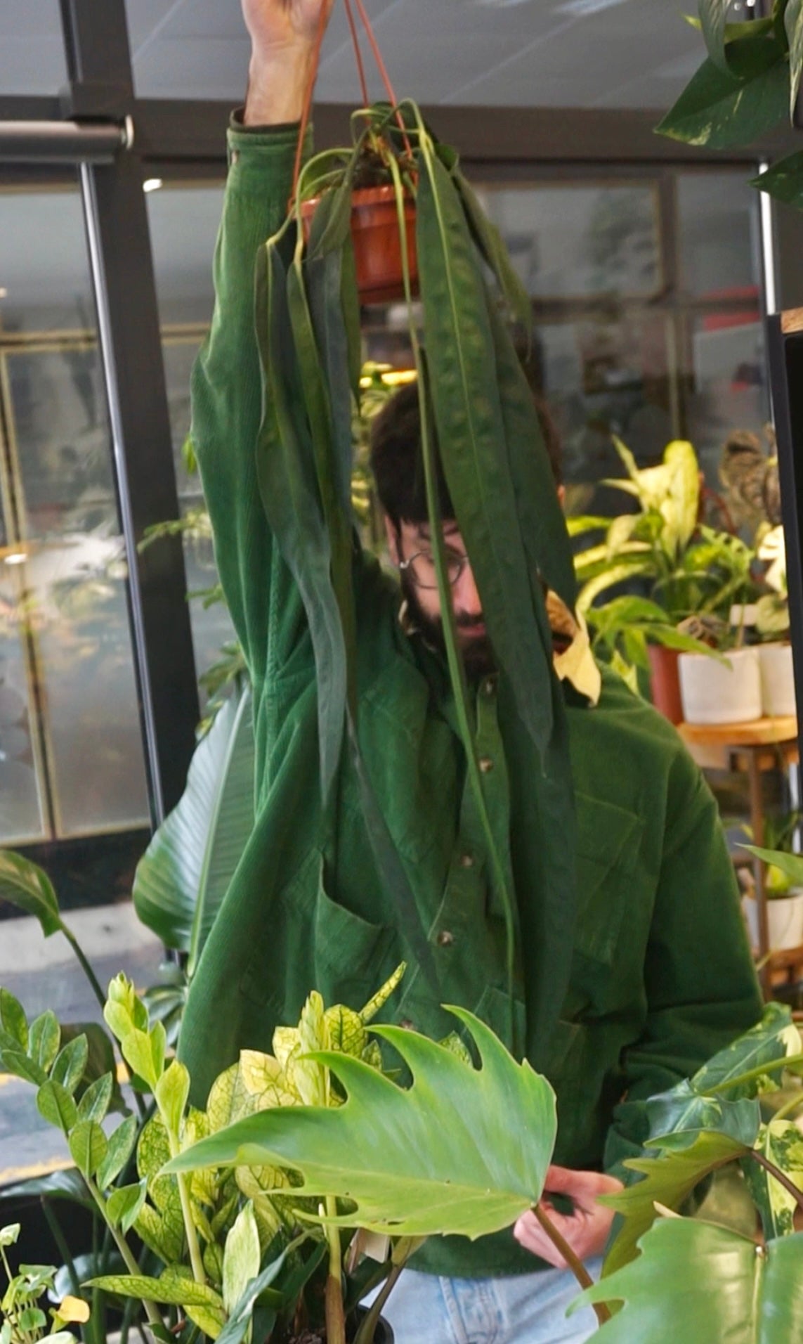 Anthurium Wendlingerii mature studio plantes rares jungle jardinerie strasbourg rare plant shop online pflanzen