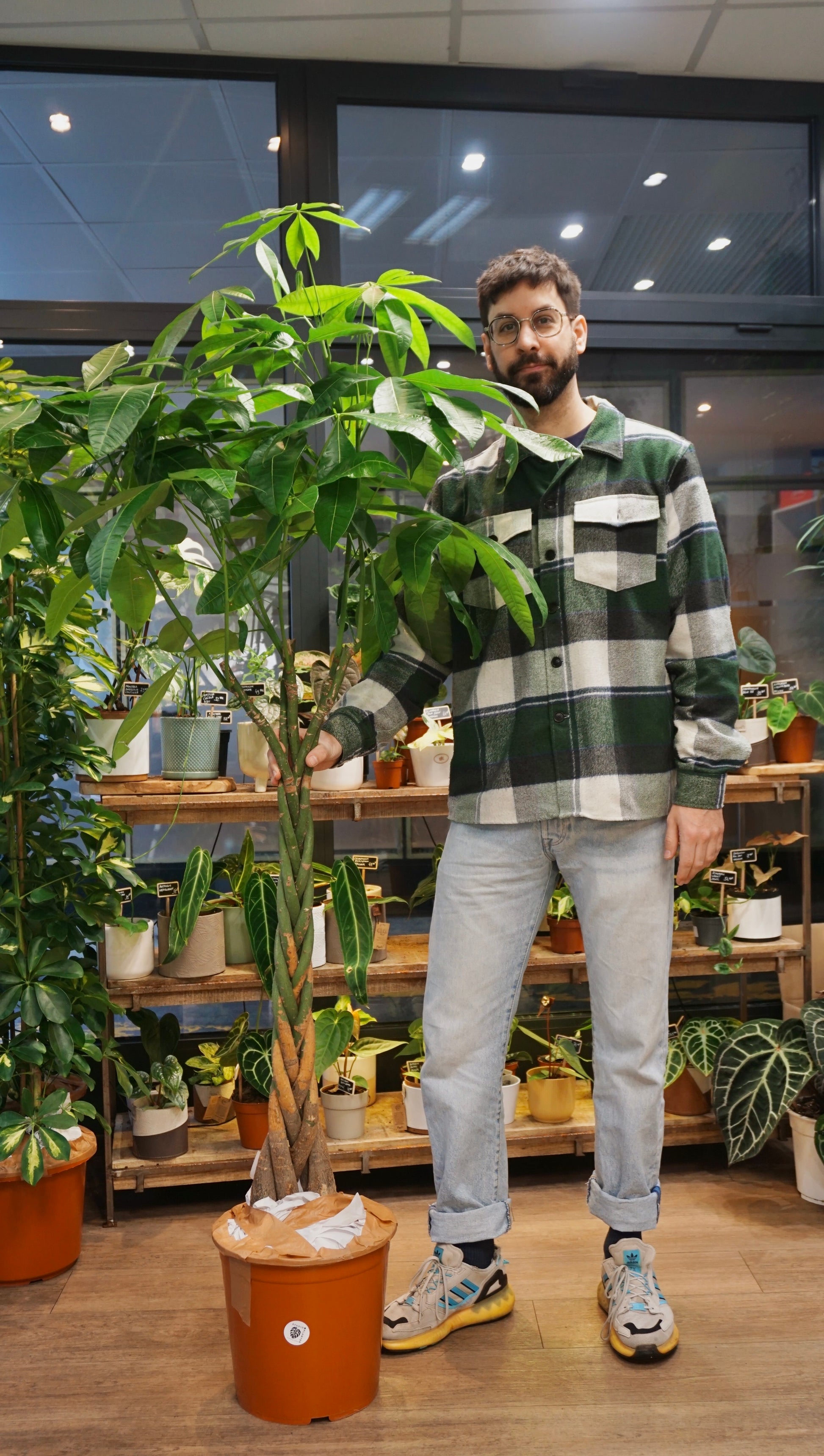 Pachira Aquatica grande plante d'intérieur studio plantes jungle jardinerie strasourg