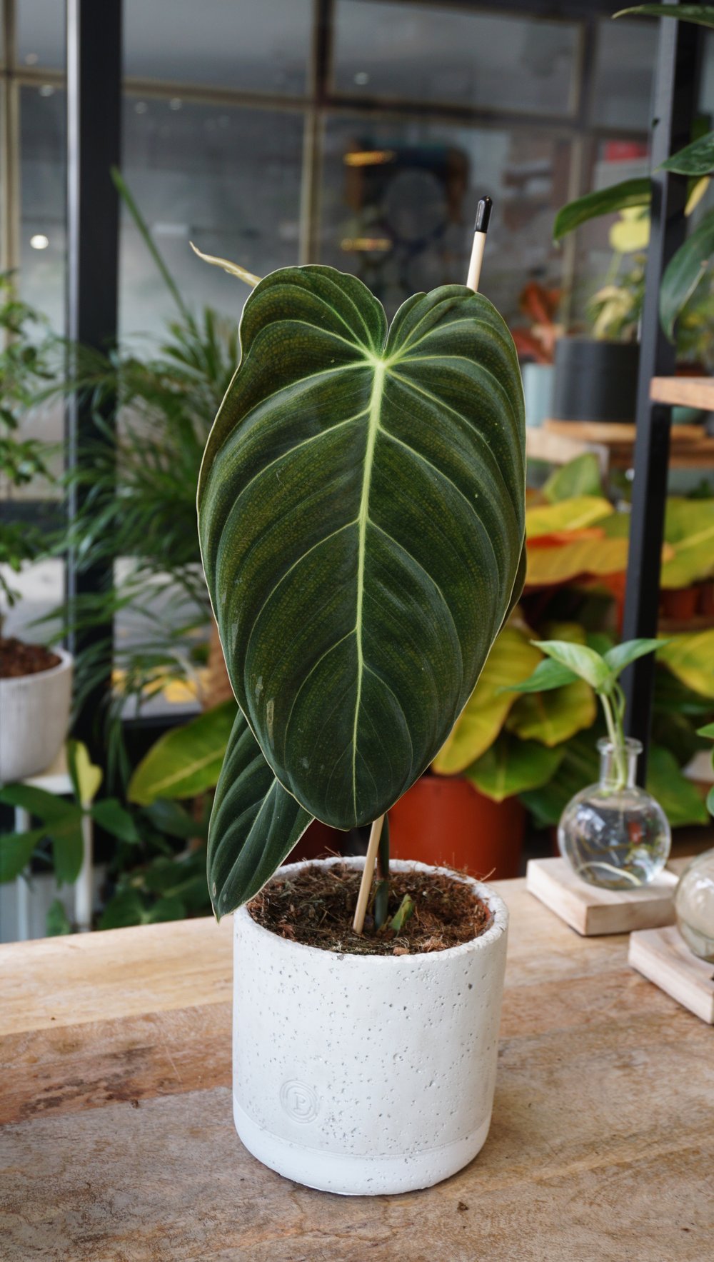 philodendron europe Philodendron Melanochrysum – Studio Plantes