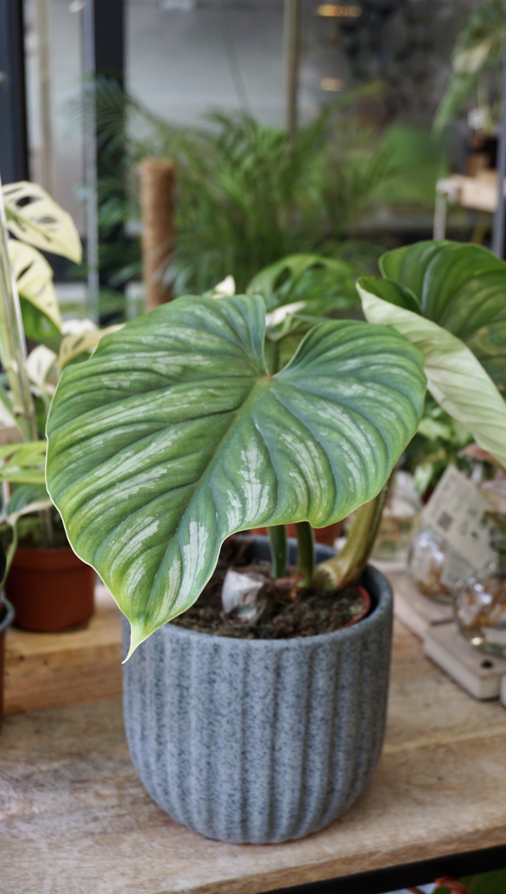 philodendron plowmanii Philodendron Plowmanii – Studio Plantes