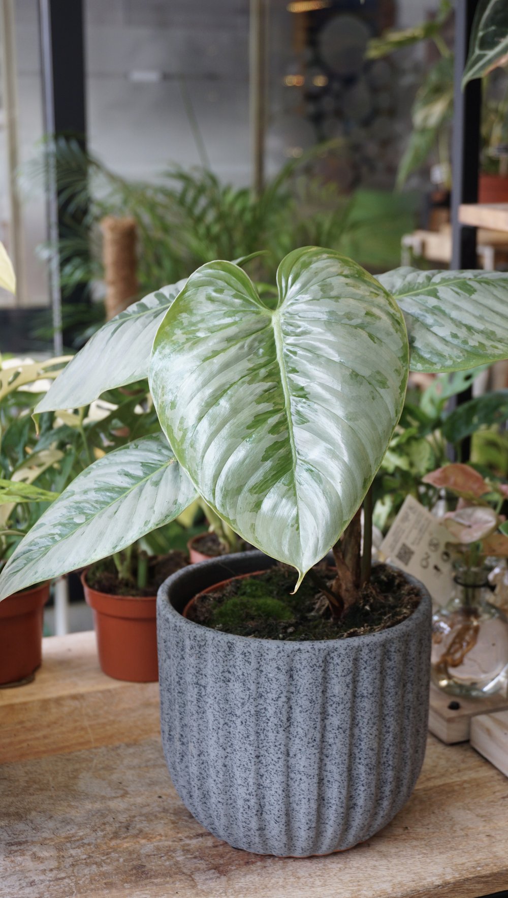 is philodendron sodiroi a climber Philodendron Sodiroi – Studio Plantes