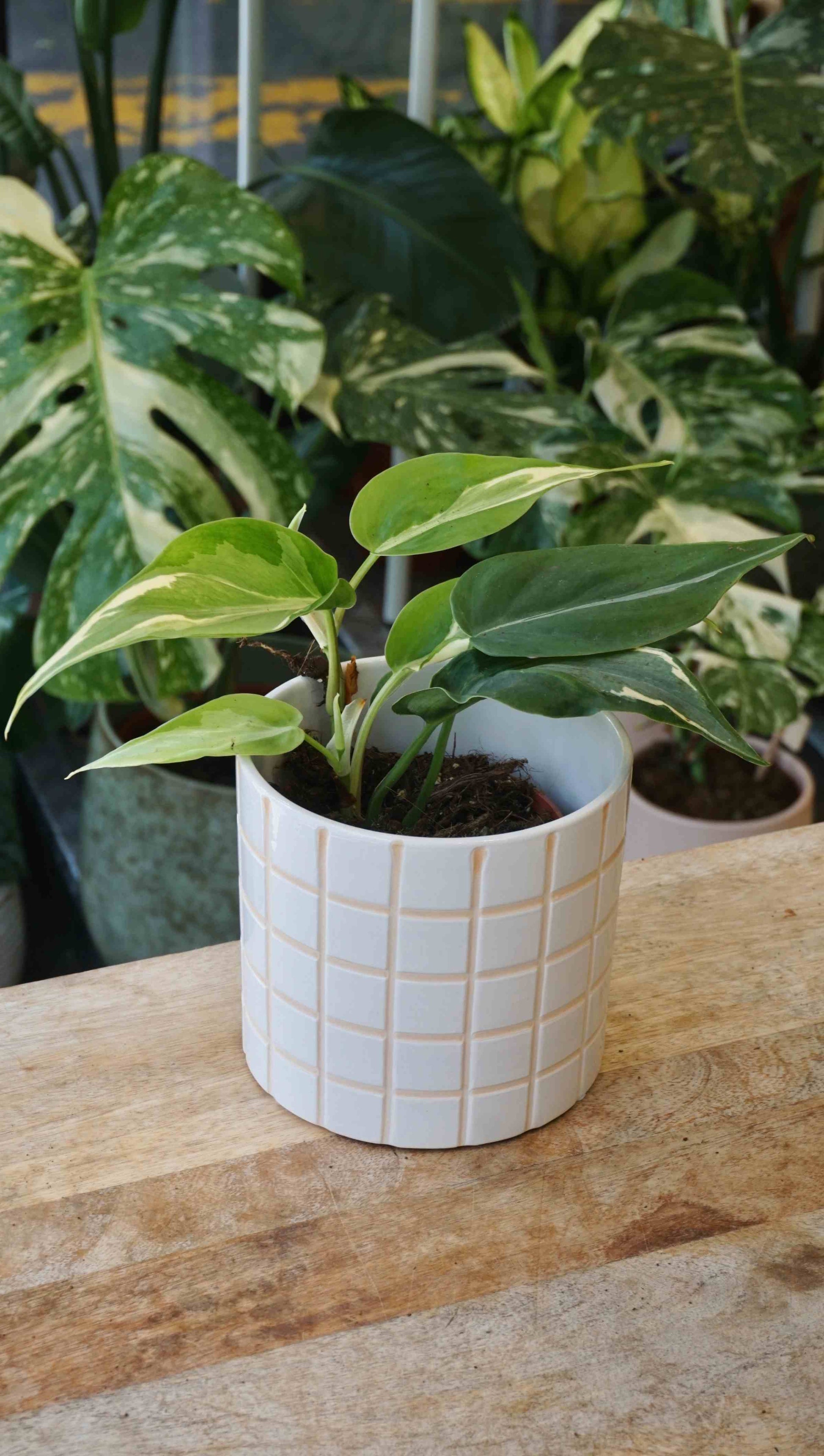 Philodendron Rio studio plantes rares jungle jardinerie strasbourg rare plant shop online pflanzen