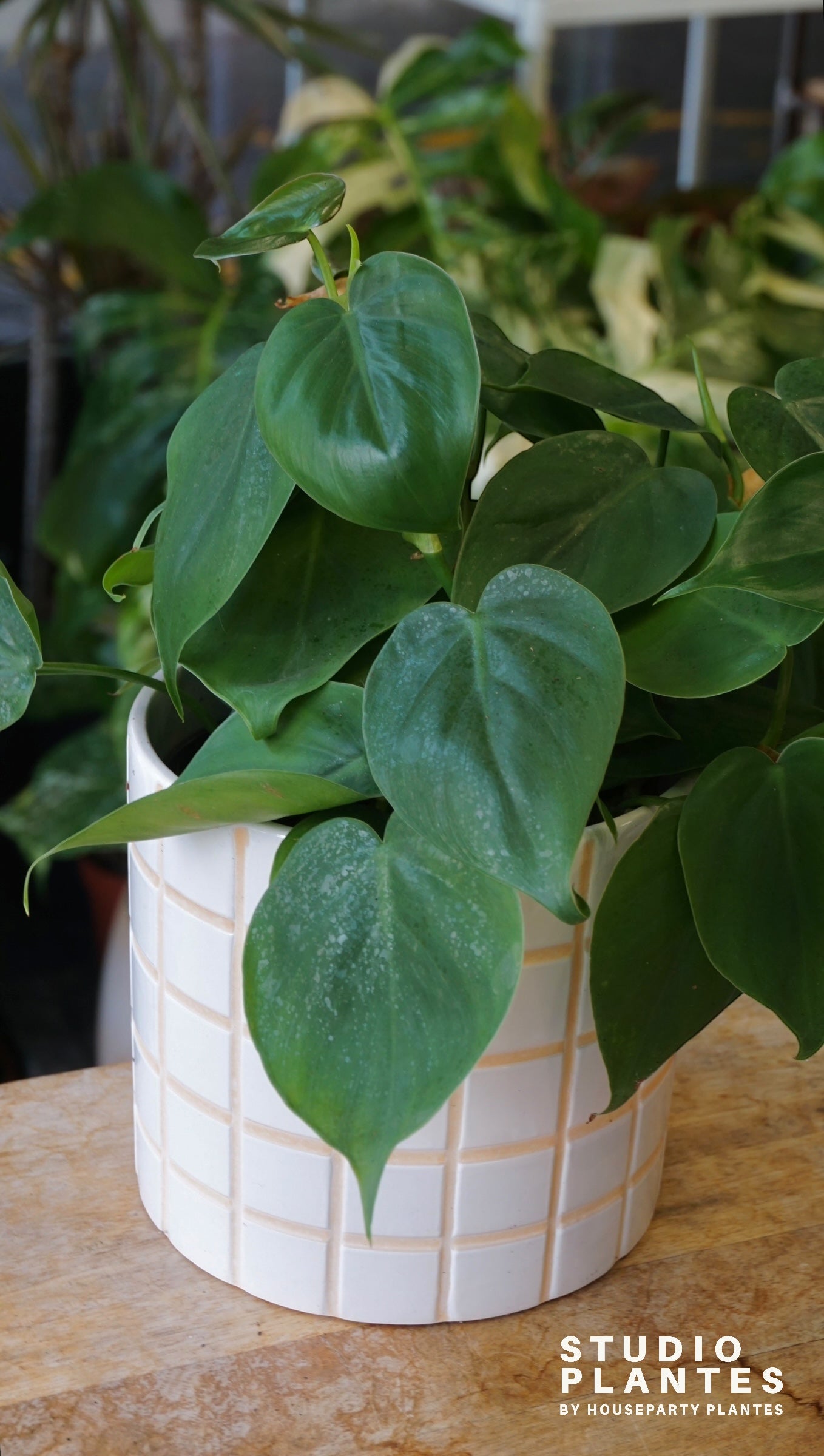 Philodendron Scadens studio plantes rares jungle jardinerie strasbourg rare plant shop online pflanzen