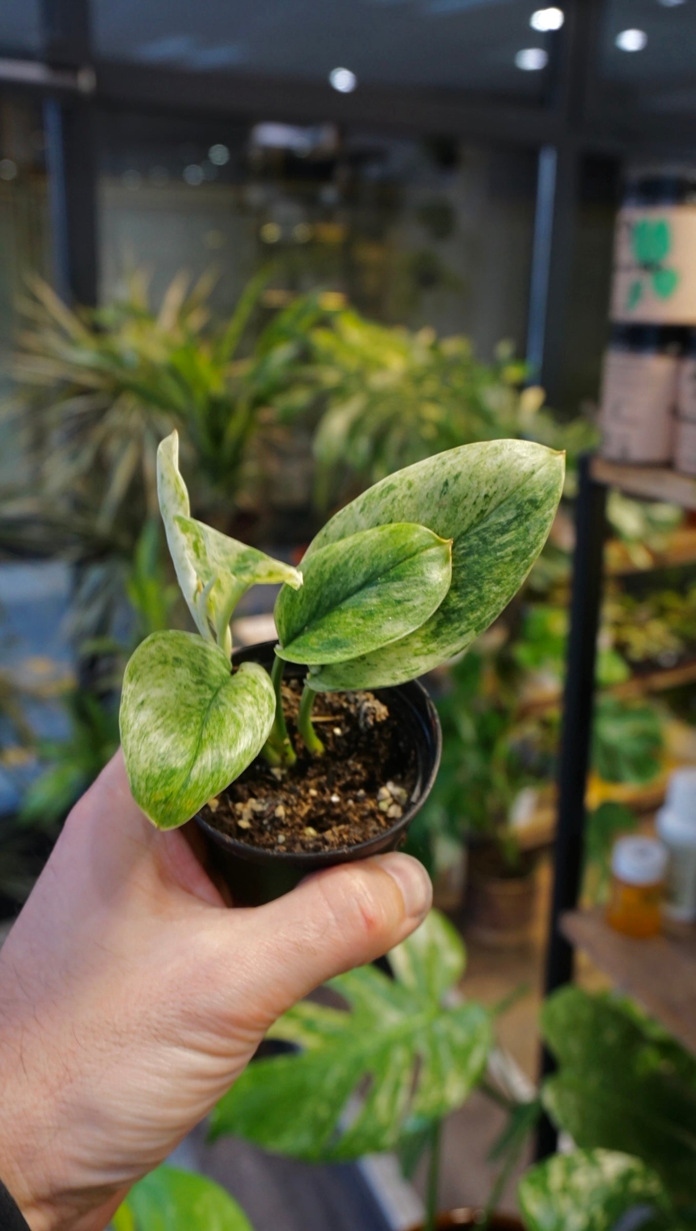 Scindapsus Moonlight Marble - Studio Plants