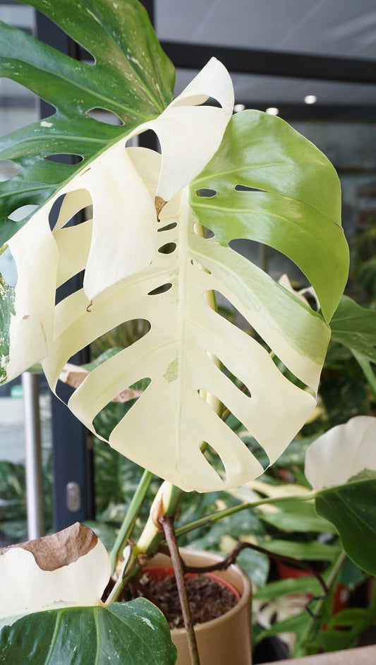 Monstera Variegata