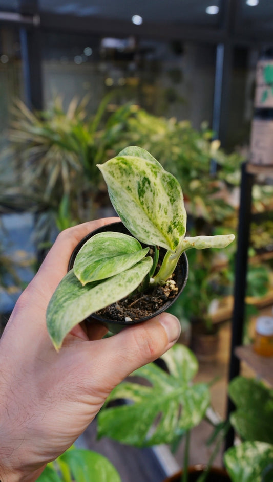 Scindapsus Moonlight Marble