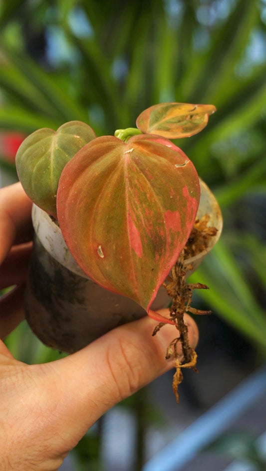 Philodendron Micans Pink Variegata studio plantes rares jungle jardinerie strasbourg rare plant shop online pflanzen