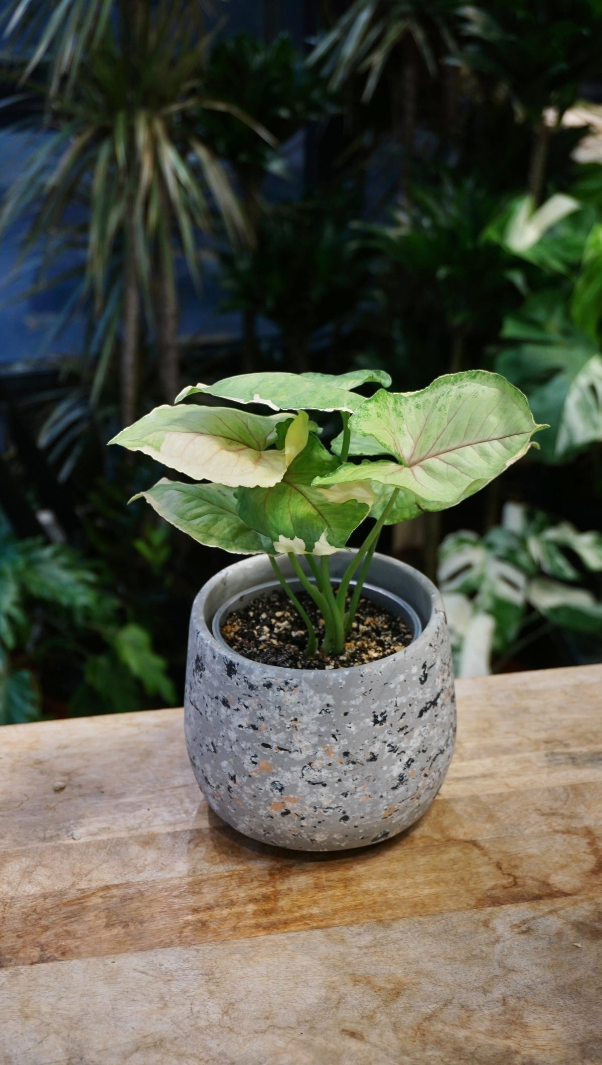 Syngonium Orm Thong studio plantes rares jungle jardinerie strasbourg rare plant shop online pflanzen