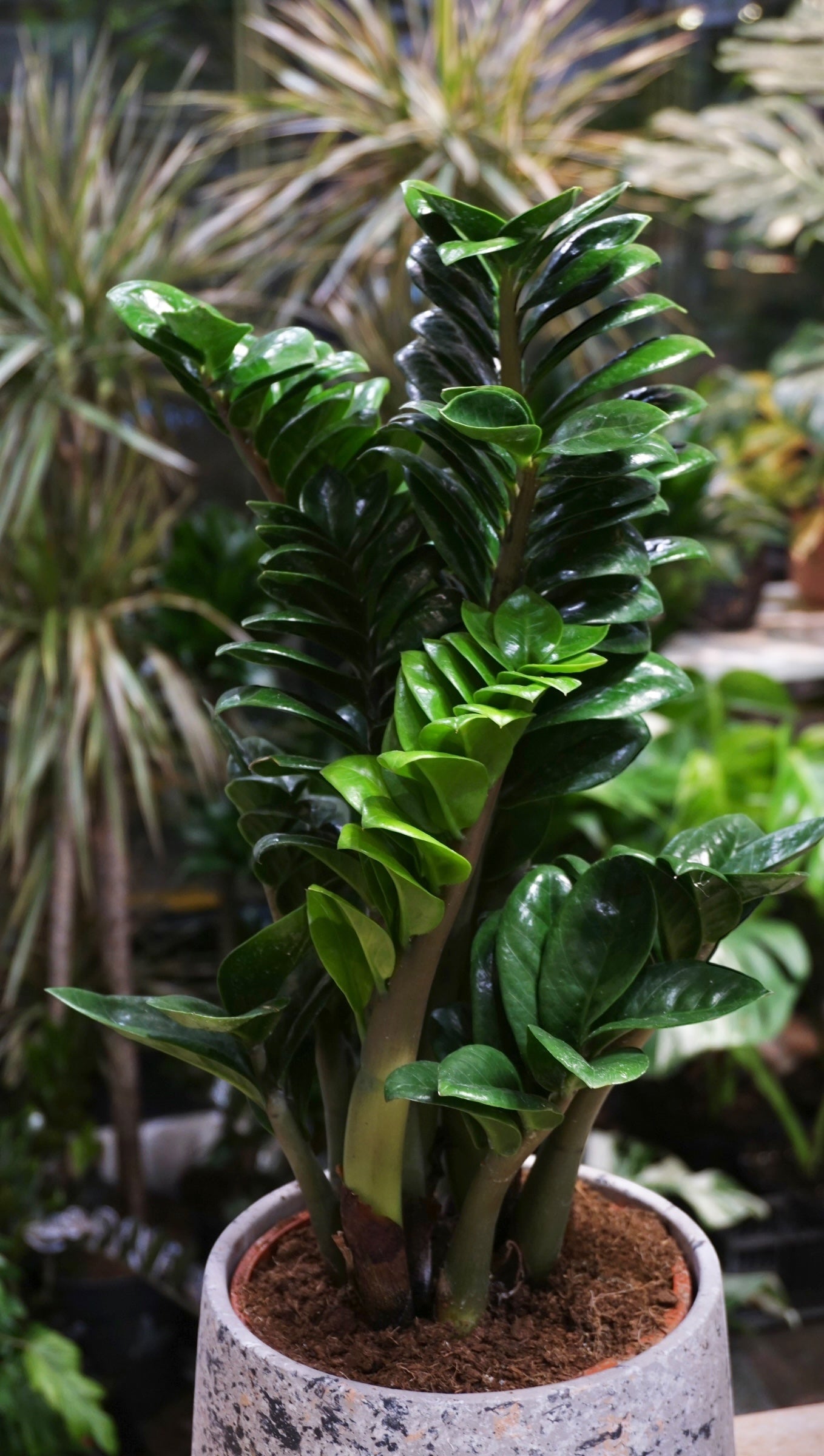 ZZ Zenzi studio plantes rares jungle jardinerie strasbourg rare plant shop online pflanzen