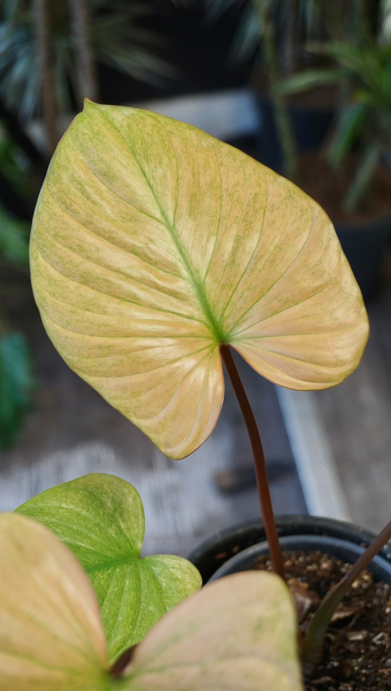 Homalomena Rubescens Pink Albo studio plantes rares jungle jardinerie strasbourg rare plant shop online pflanzen